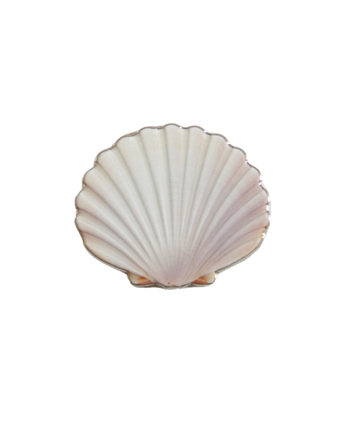 Sea Shell